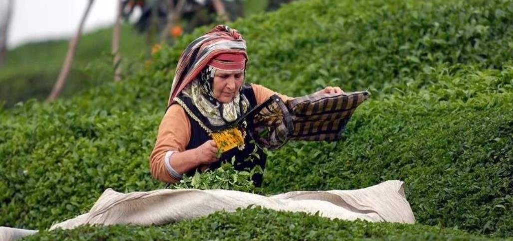 Tarım Ve Orman Bakanı Yumaklı Çay Üreticilerine Büyük Destek Ödemesi