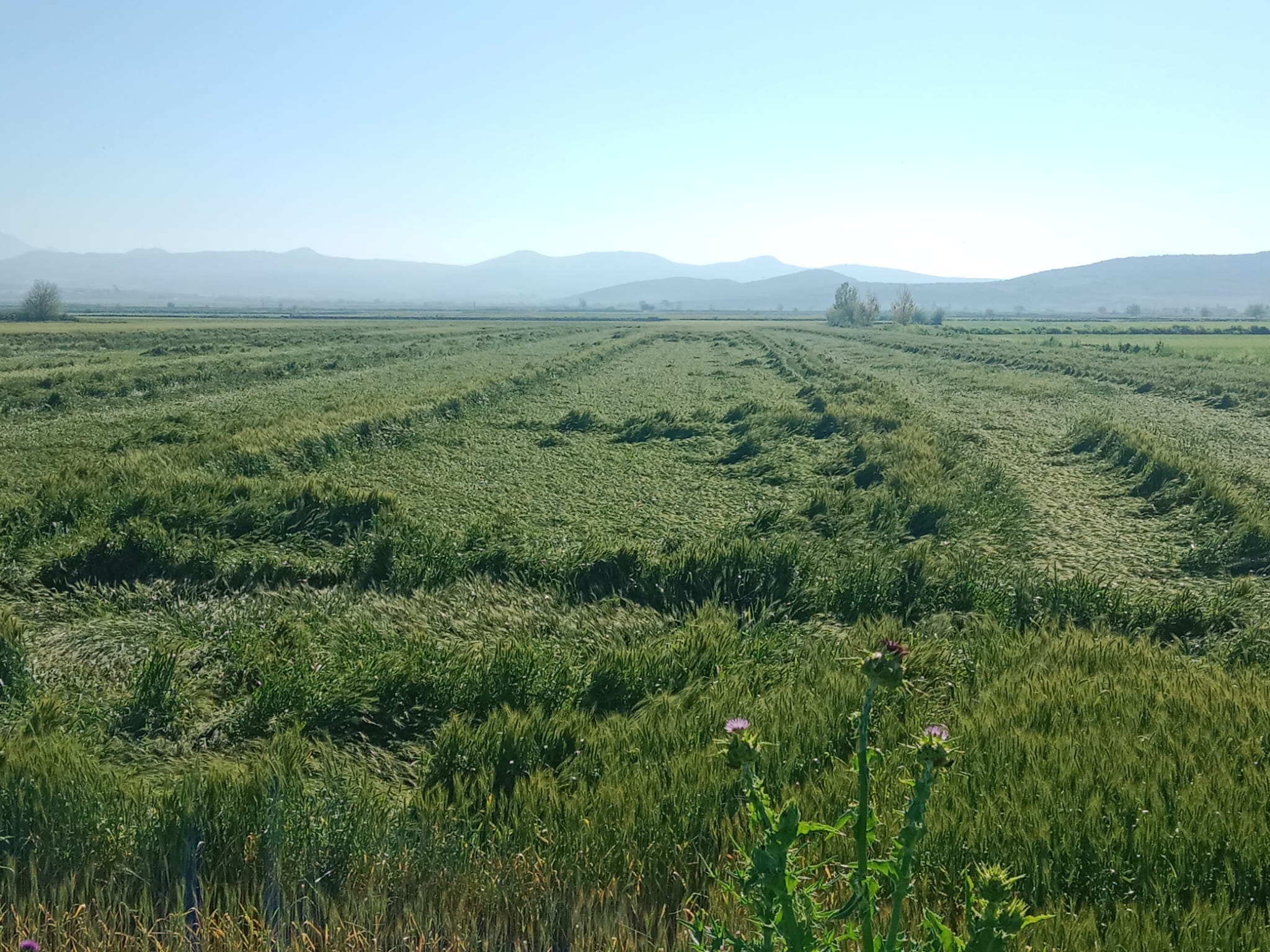 Buğday Tarlası