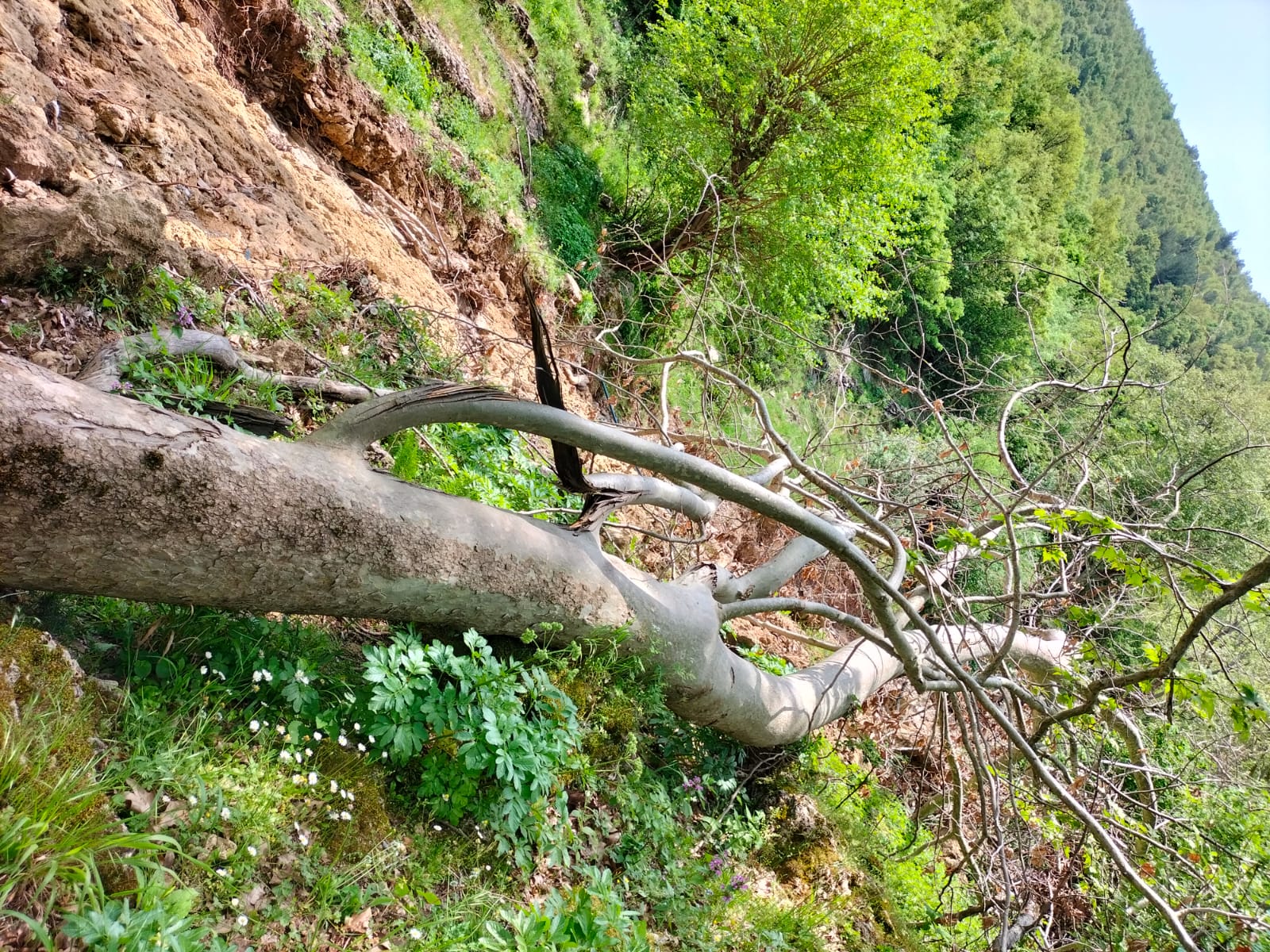 Düziçi'nin Doğal Güzellikleri Ve Çevre Sorunlarına Dikkat Çeken Açık Mektup (4)