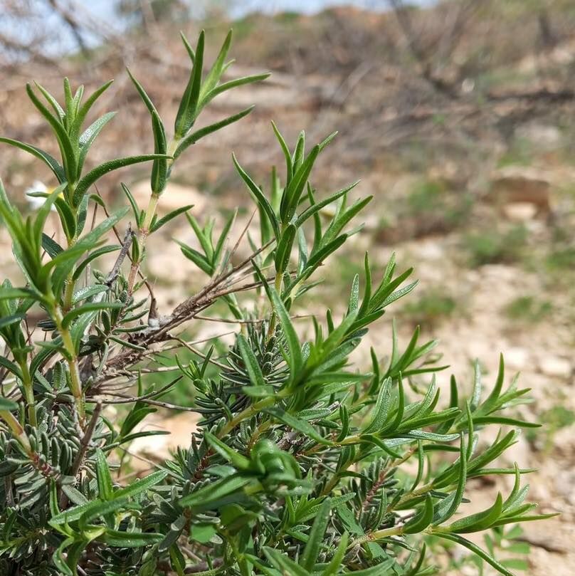 Kilis'in Doğal Zenginliği Zahter Ve Kekik