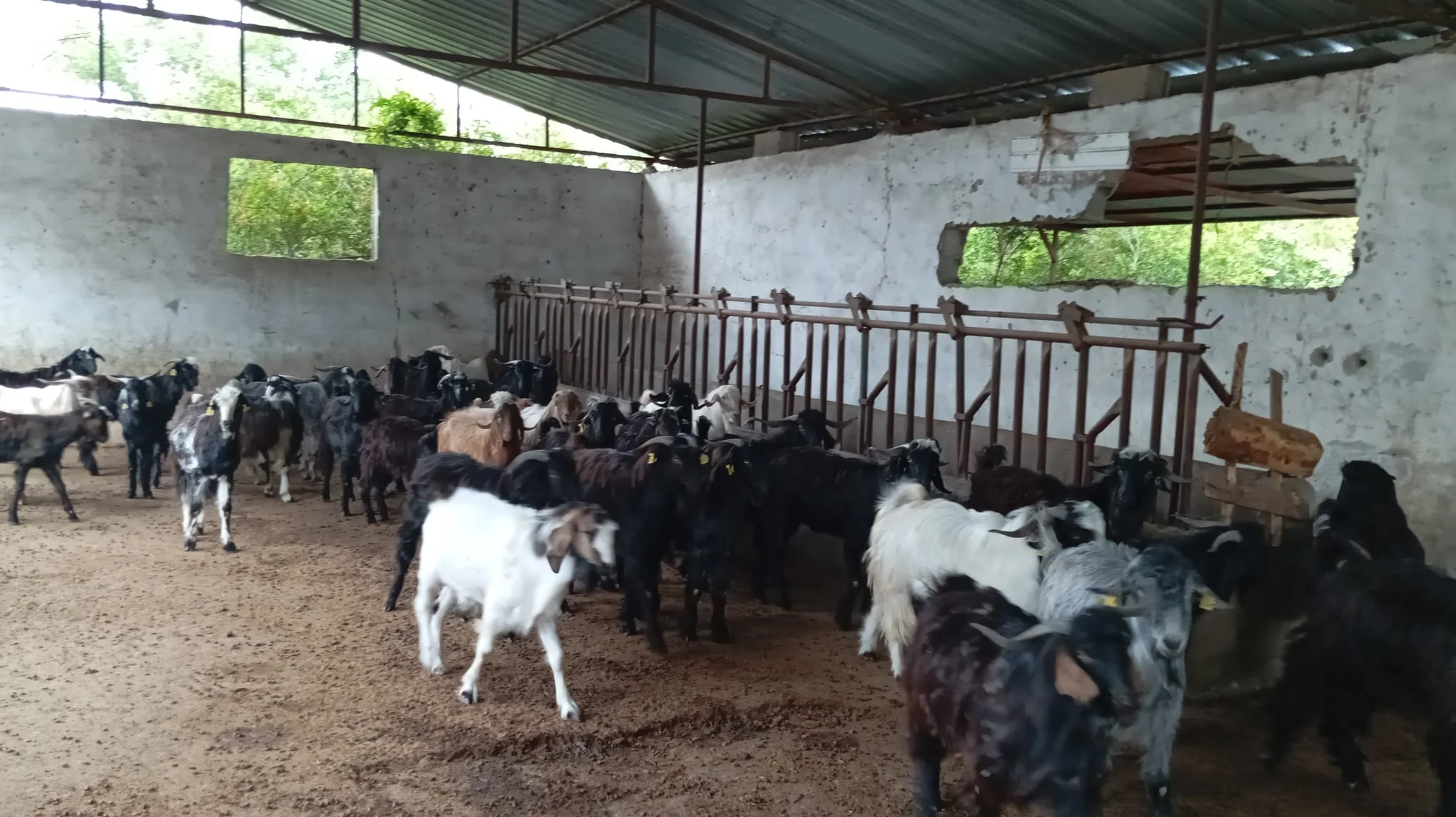 818F6Ae2 8333 4183 A5Cc 53E0333C716A