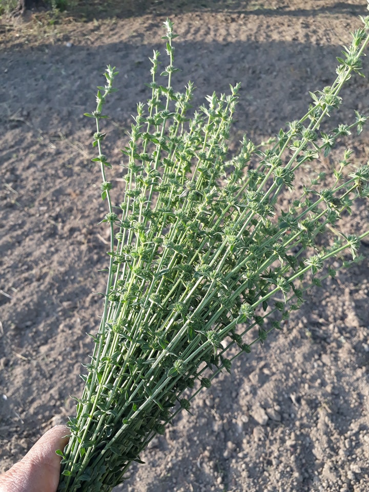 Doğanın Eşsiz Lezzeti Dağ Çayı Geri Dönüyor! (1)