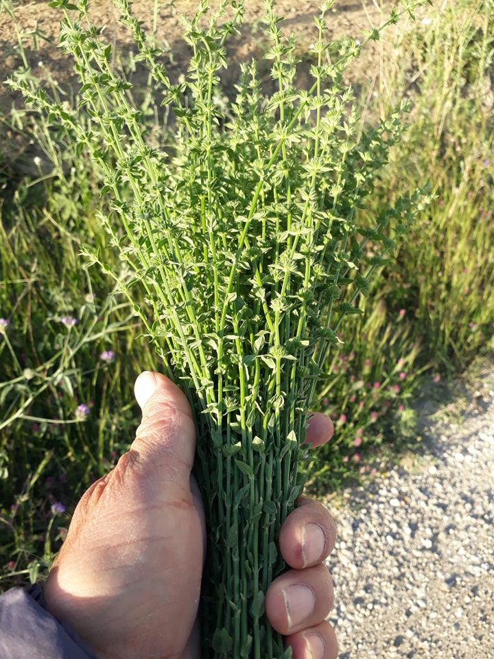 Doğanın Eşsiz Lezzeti Dağ Çayı Geri Dönüyor! (4)
