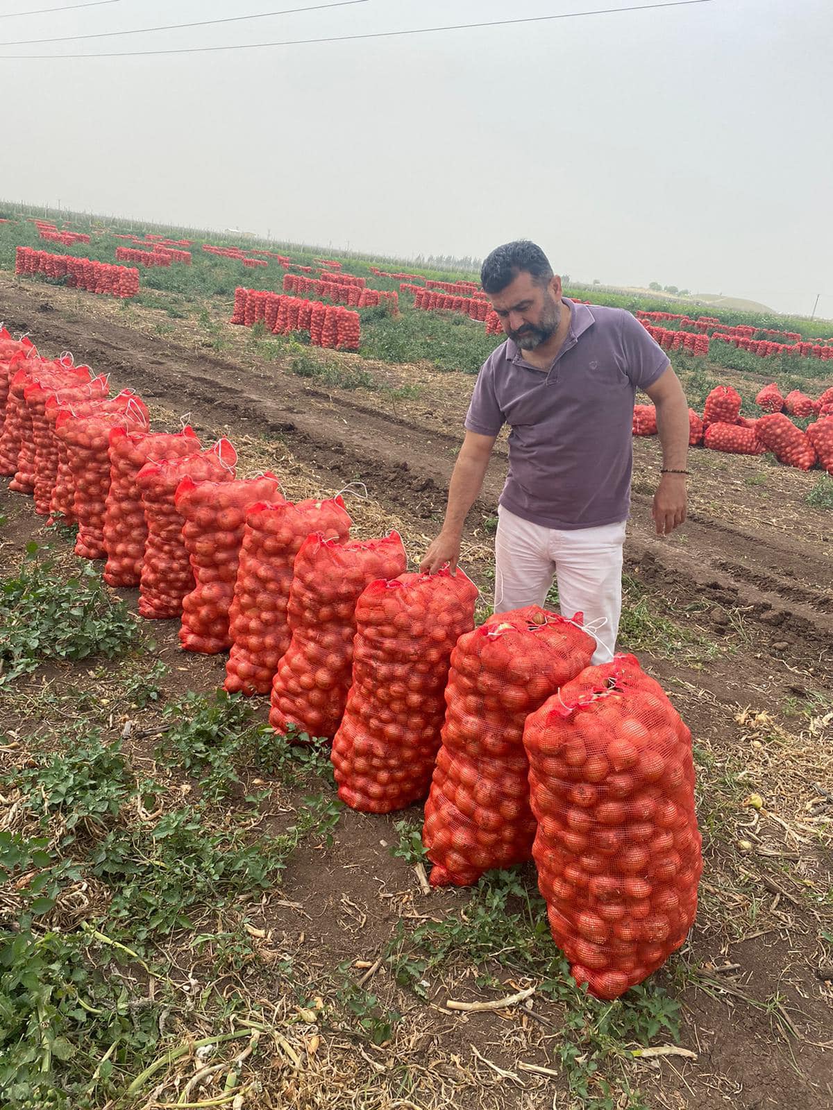 Hatay Tarım Orman Müdürlüğü İhracat İçin Soğan Denetimlerini Sürdürüyor (2)