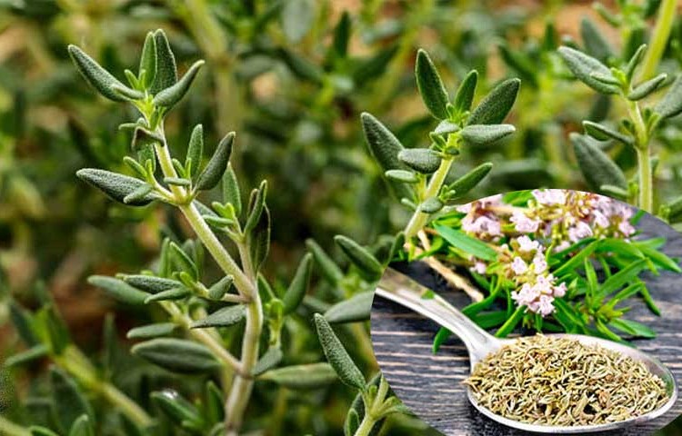 Osmaniye'de Yetişen Taze Kekik Her Derde Deva Doğal Antibiyotik (1)