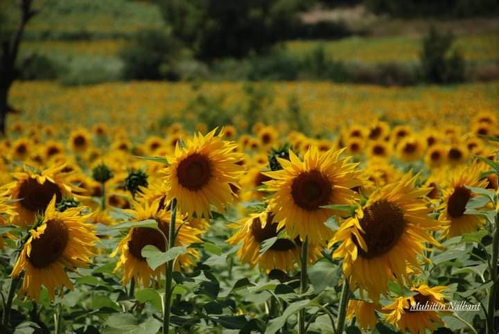Osmaniye'nin Tarihi Zenginliği Kastabala Kalesi Ve Günebakanlar (2)