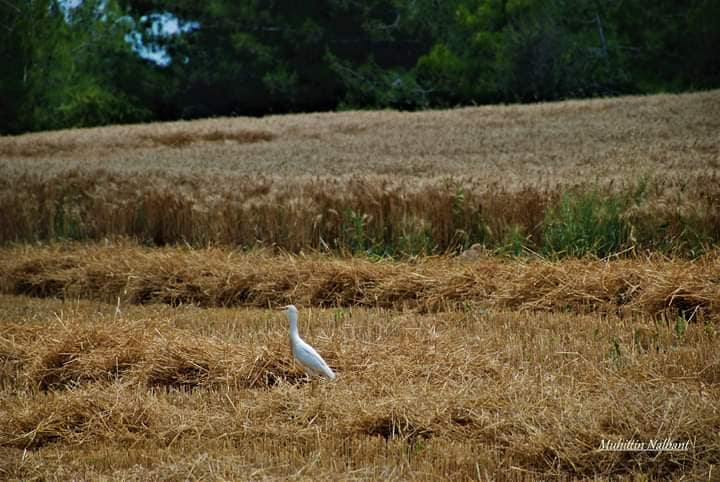 Osmaniye'nin Tarihi Zenginliği Kastabala Kalesi Ve Günebakanlar (3)