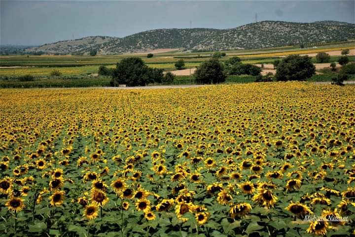 Osmaniye'nin Tarihi Zenginliği Kastabala Kalesi Ve Günebakanlar (4)
