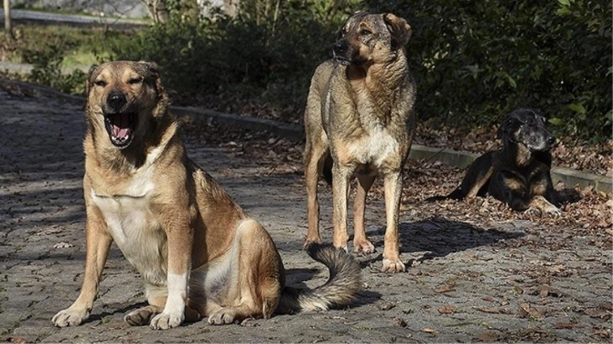 Sahipsiz Hayvanların Uyutulması Gündemde Belediyeler Sorumluluğunu Yerine Getiriyor Mu