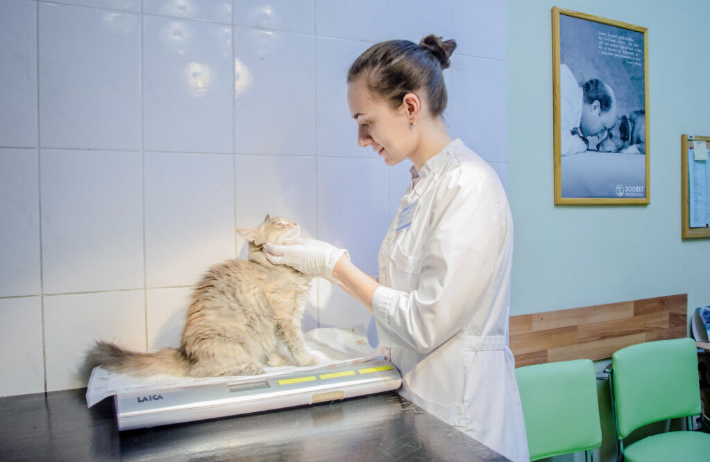 Osmaniye'de Sokak Hayvanları İçin Nöbetçi Veteriner Kliniği Uygulaması Sona Erdi (1)