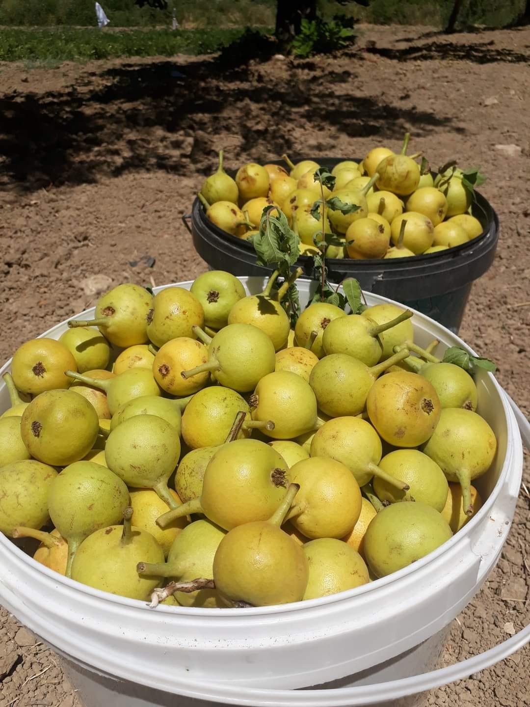 Akçadağ’ın Lezzetli Mirası Bal Armut