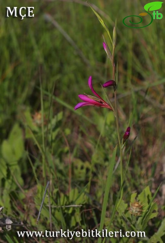 Gladiolus Osmaniyensis3