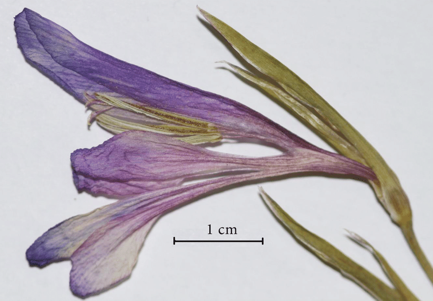 Gladiolus Osmaniyensis4