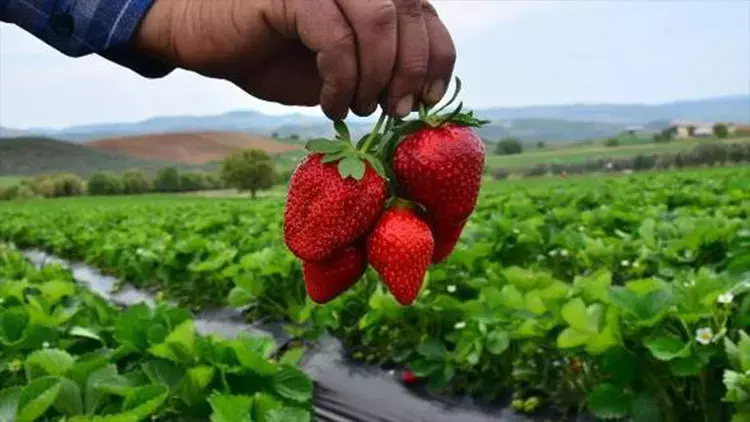 Tarım Tarla Çilek