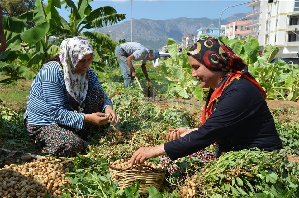 Yer Fıstığı Ve Kadın2