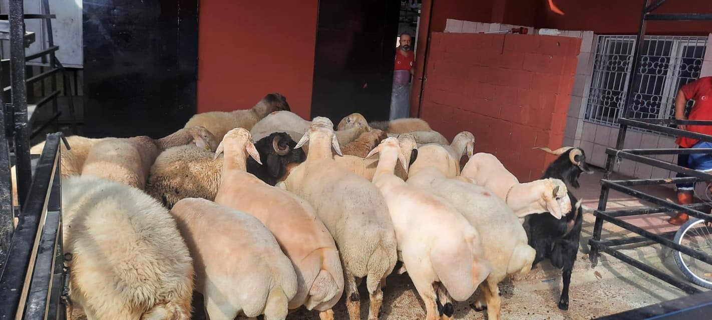 Başkan Olcar Kadirli Mezbahanesi, Bölge Hayvancılığının Gelişimine Katkı Sağlıyor (2)