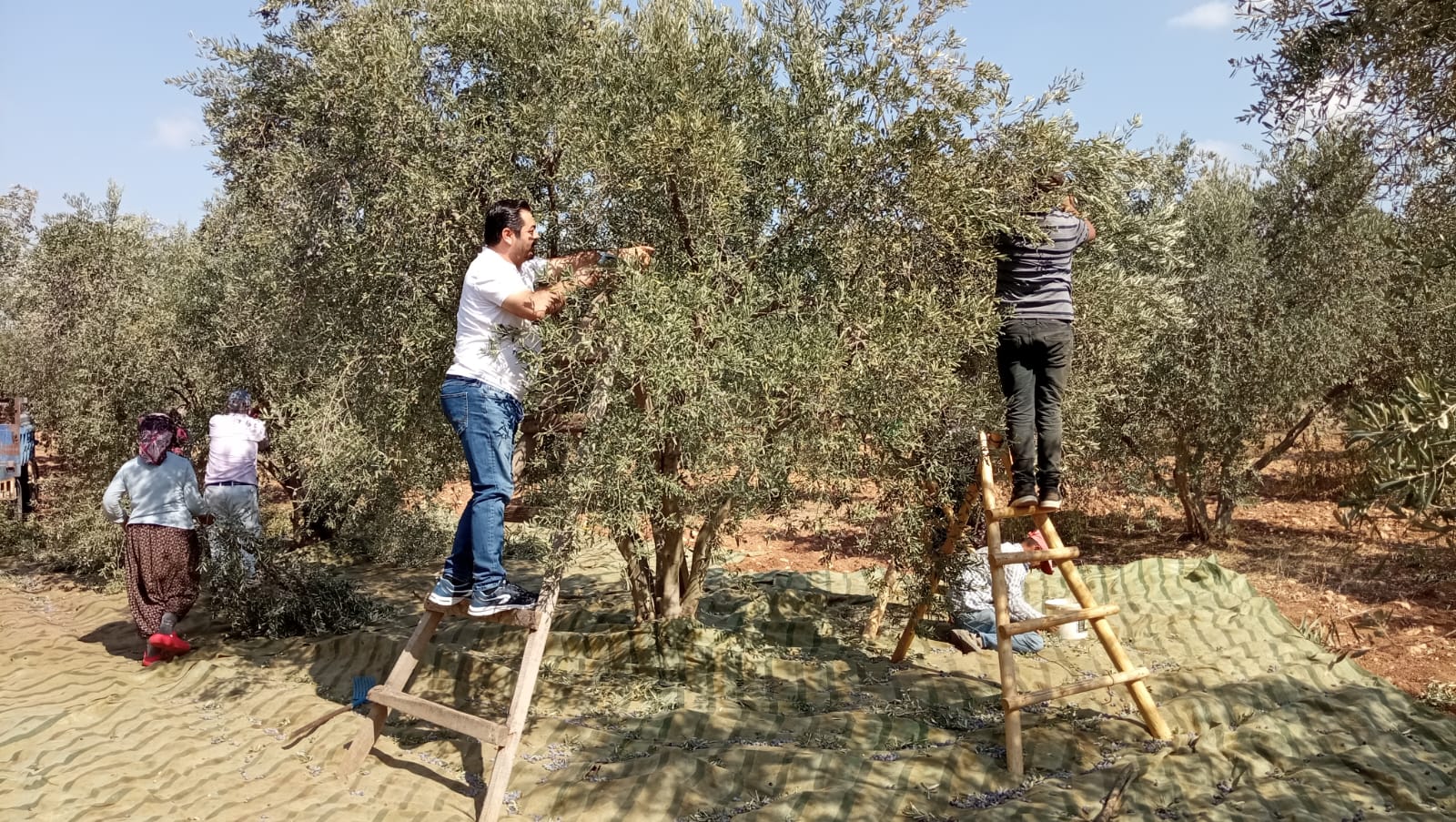 Çetin Önsel'den Zeytin İşçilerine Destek Ziyareti (3)