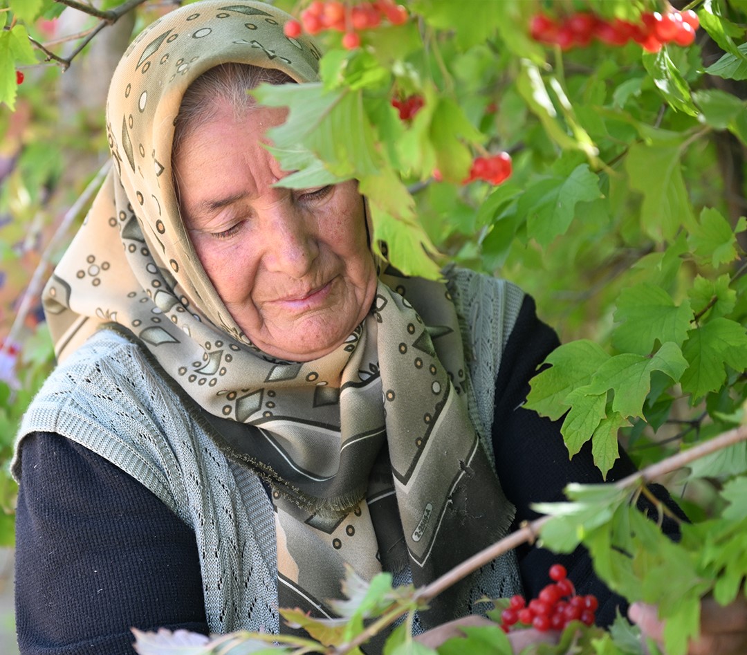 Kayseri'nin Akkışla Ve Bünyan İlçelerinde Gilaburu Meyvesi Hasadı Başladı (2)