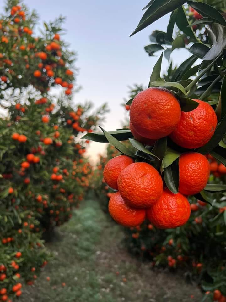 Kozan Mandalina Hasadı Başladı Rekolte Beklentisi 500 Bin Ton