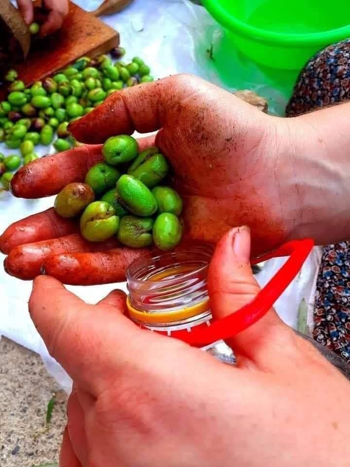 Osmaniye'de Geleneksel Kırma Zeytin Yapımı Lezzetin Sırları (1)