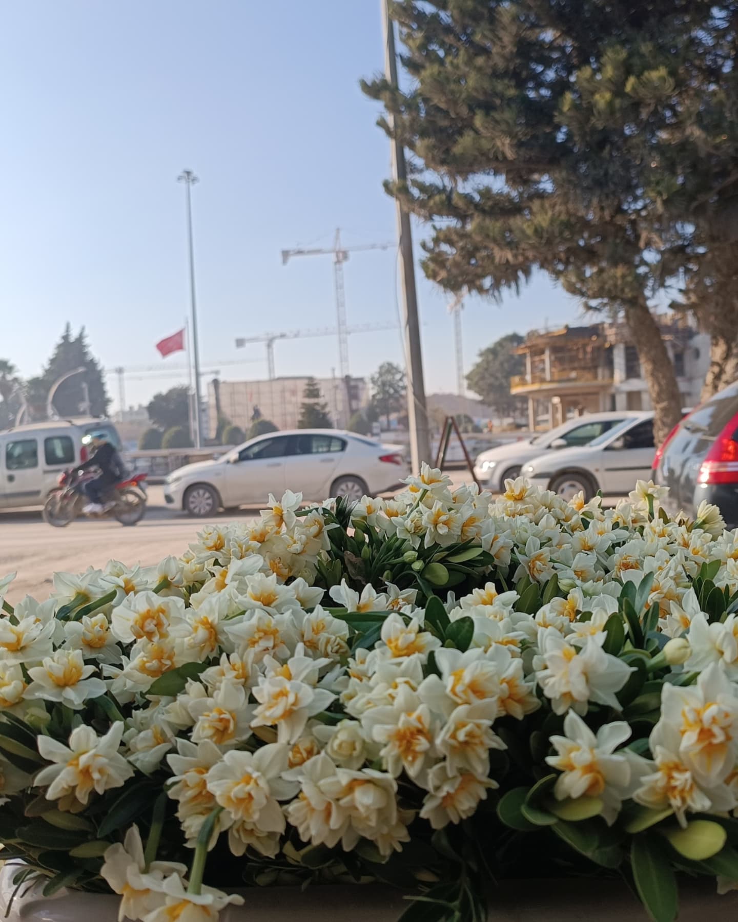 Antakya’nın Köprübaşı’nda Nergisler Yerini Aldı (2)