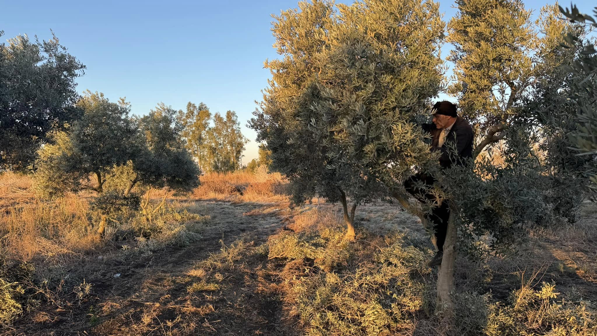 Kadirli’de Zeytin Bahçelerinde Hasat Sonrası Budama Başladı (1)