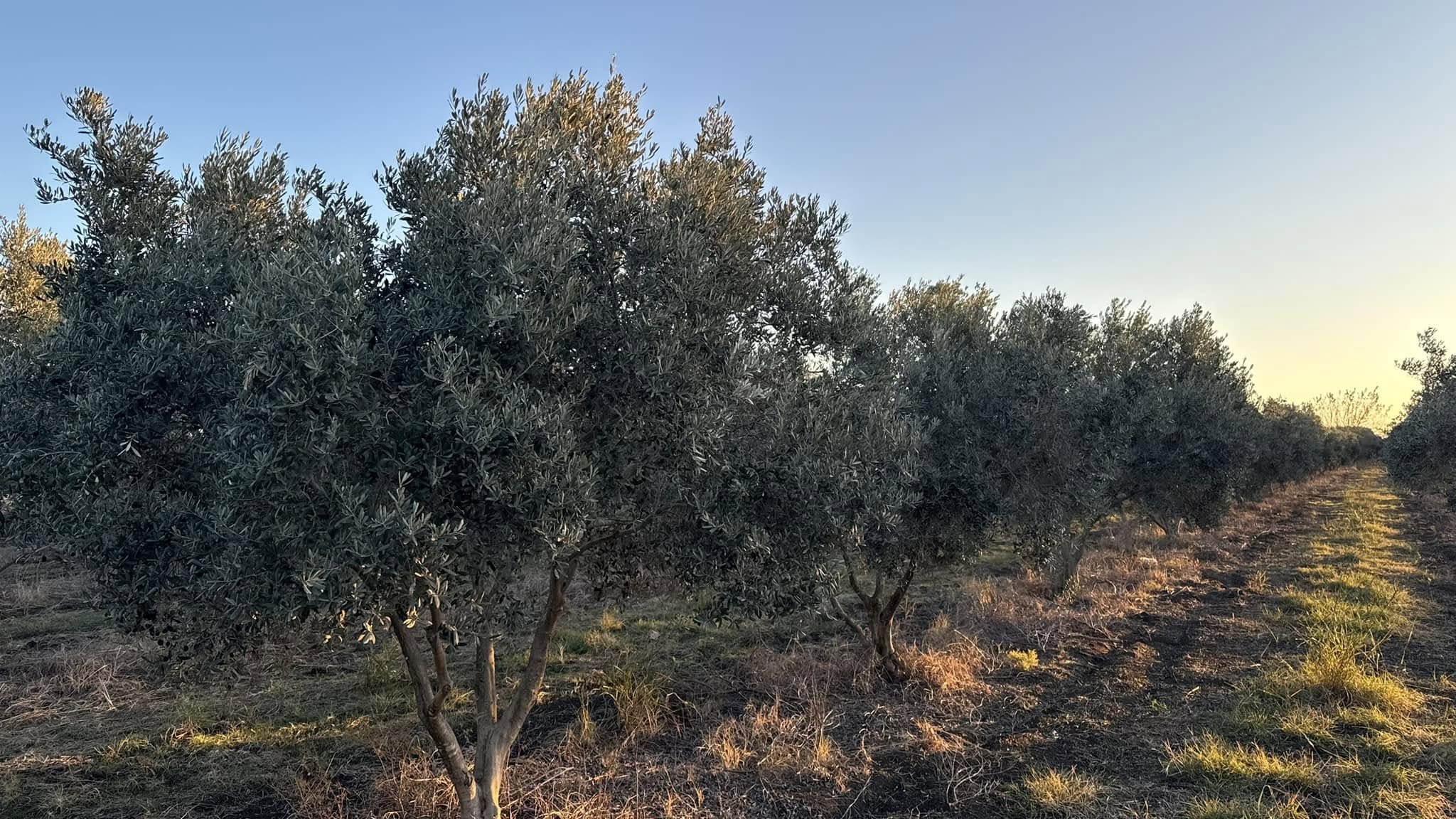 Kadirli’de Zeytin Bahçelerinde Hasat Sonrası Budama Başladı (2)