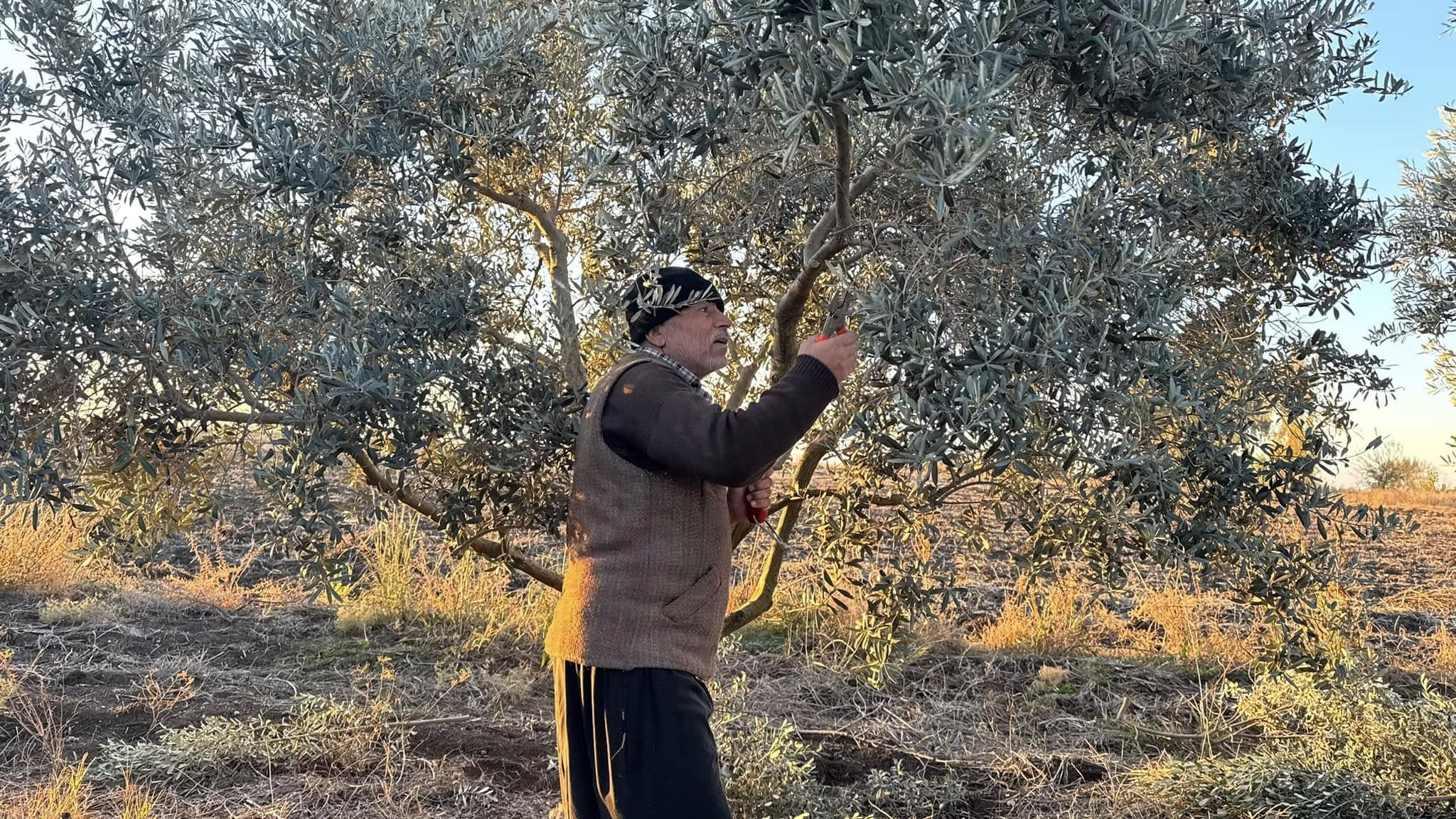 Kadirli’de Zeytin Bahçelerinde Hasat Sonrası Budama Başladı (3)