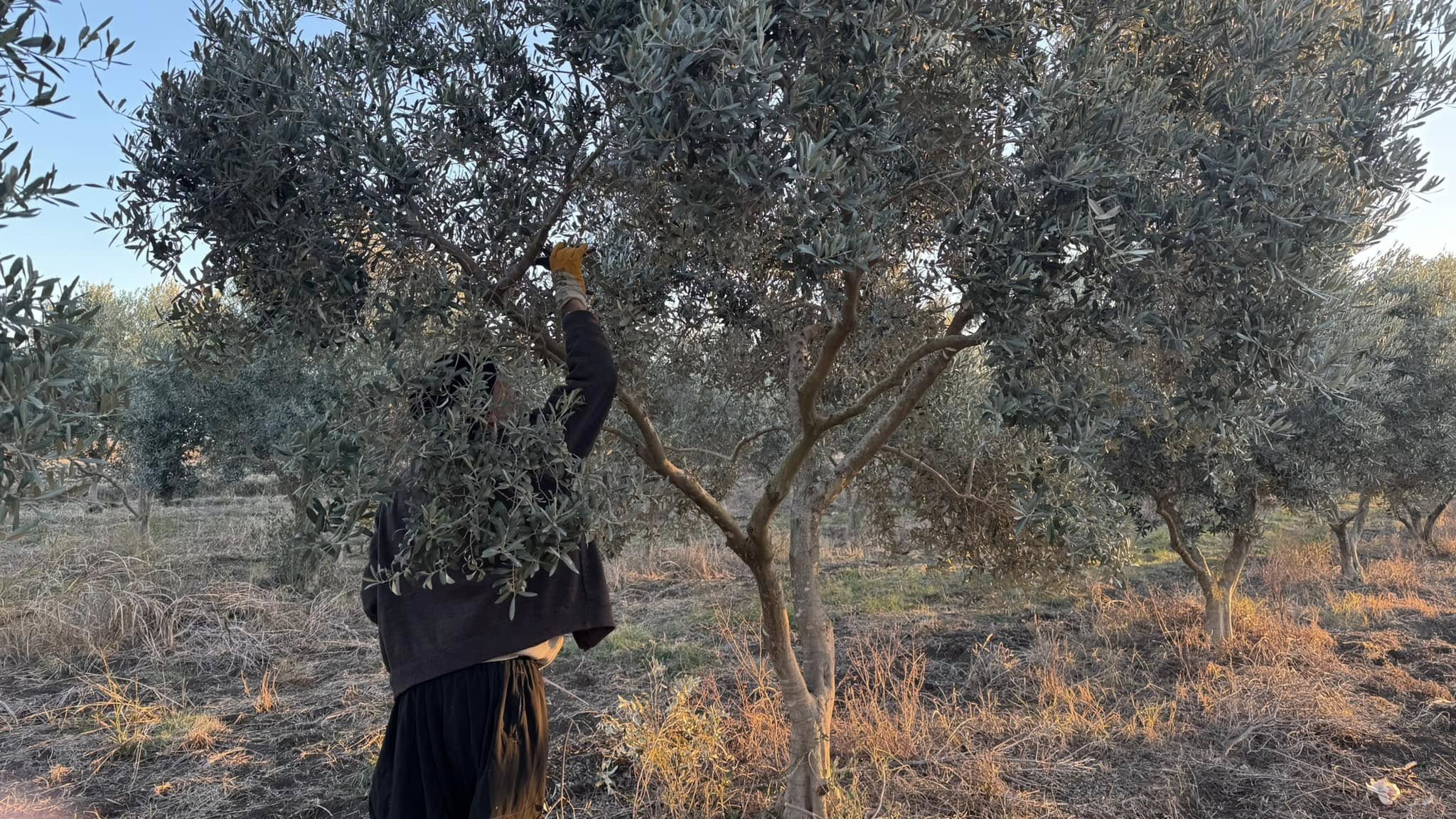 Kadirli’de Zeytin Bahçelerinde Hasat Sonrası Budama Başladı (4)