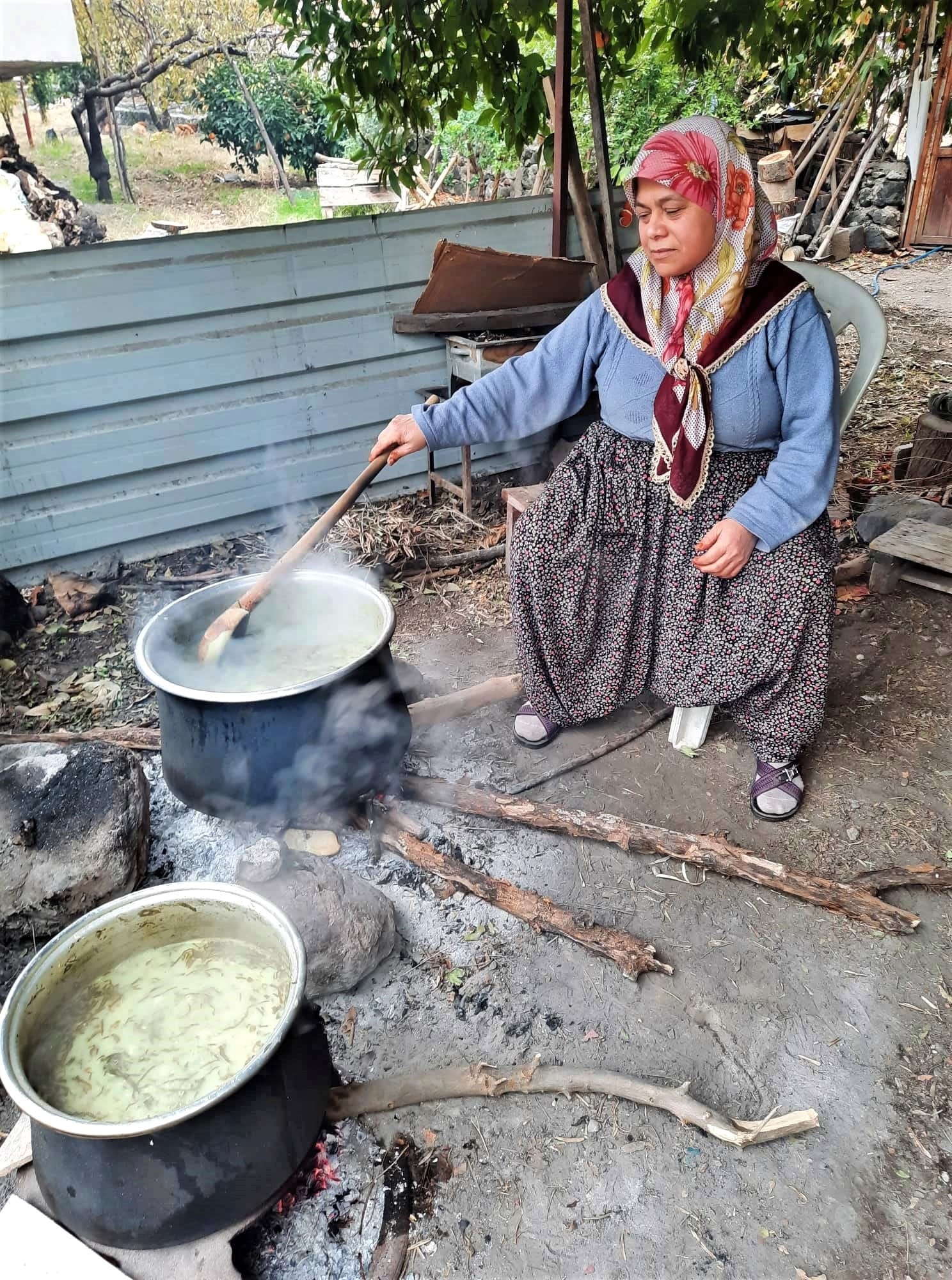 Osmani̇ye'de Tirşik Zamani Geldi̇ (1)