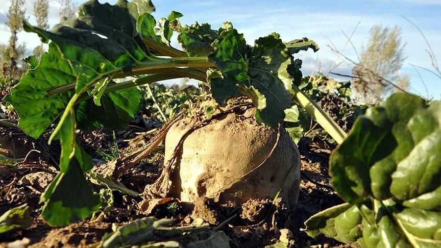 Malatya’da Şeker Pancarı Ekimi Başladı