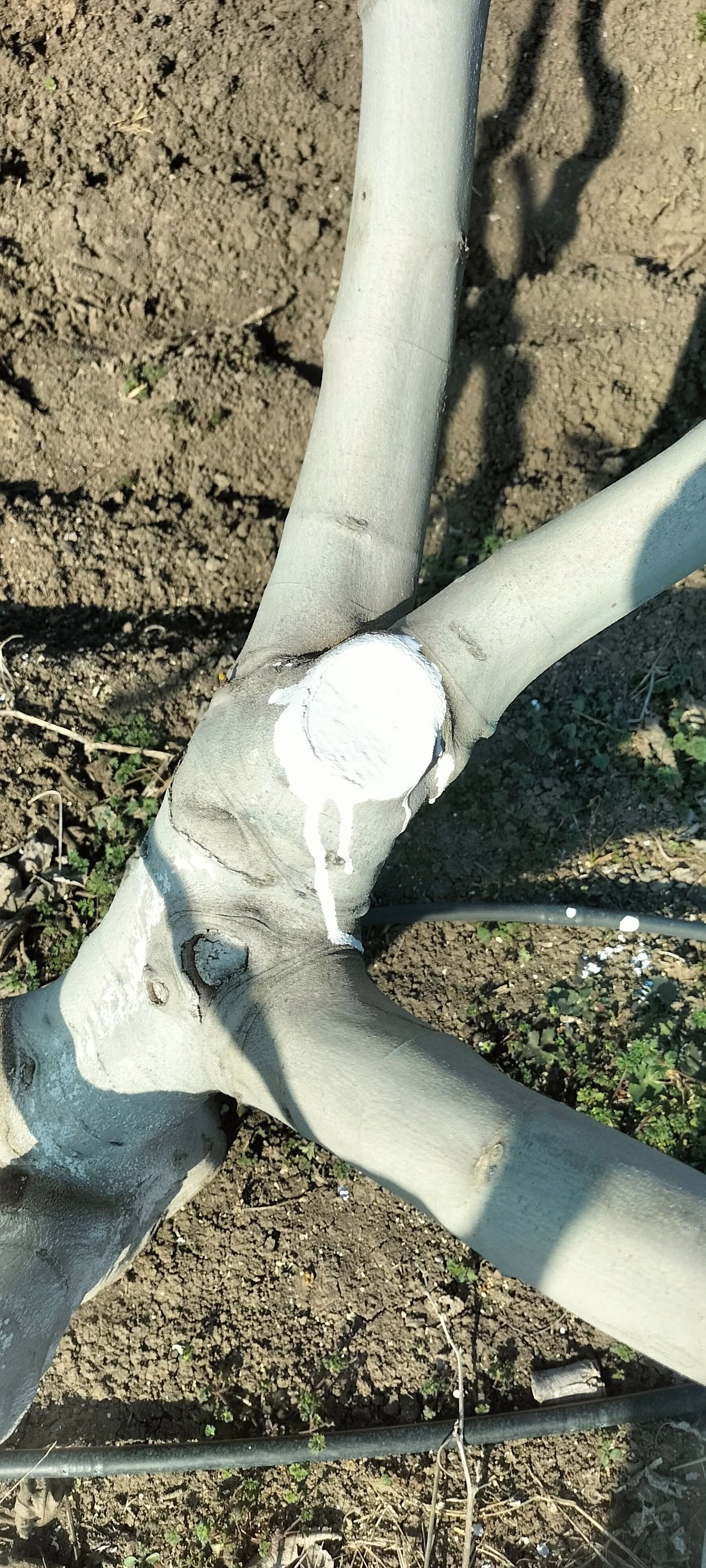 İncir Ağaçlarında Bordo Bulamacı Ve Budama Bakımı (1)