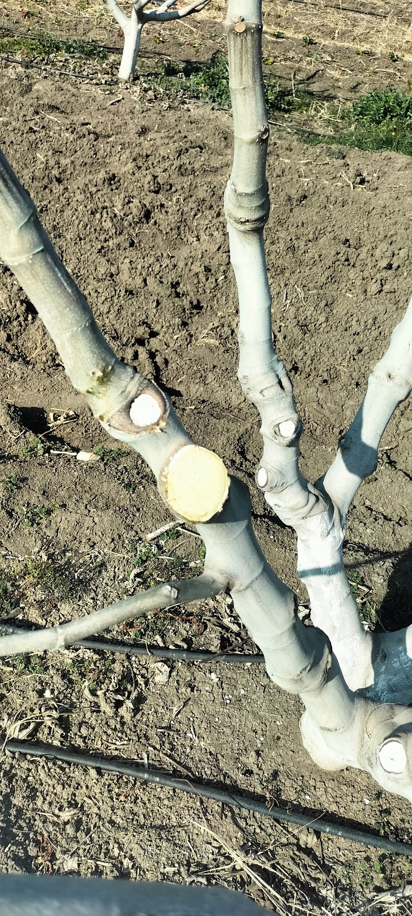 İncir Ağaçlarında Bordo Bulamacı Ve Budama Bakımı (2)