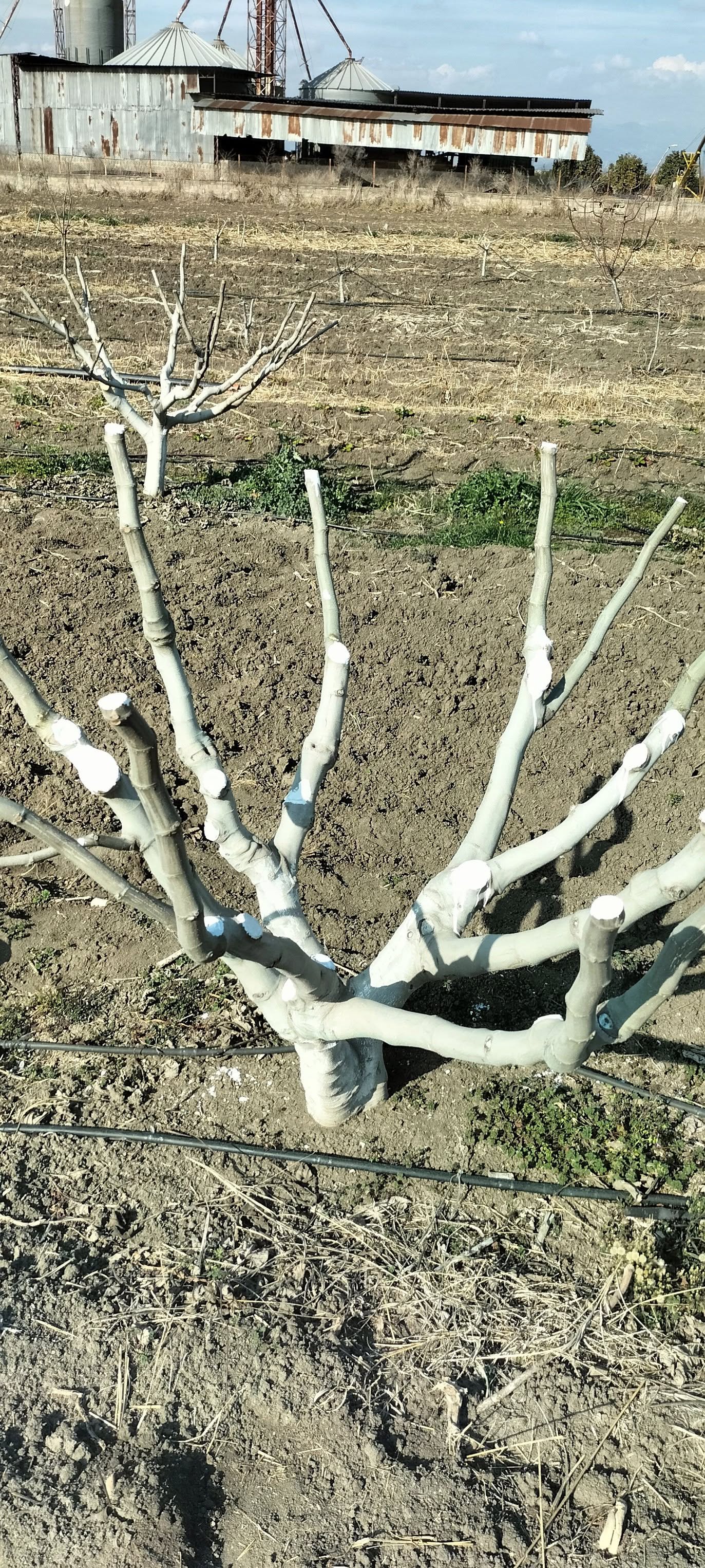 İncir Ağaçlarında Bordo Bulamacı Ve Budama Bakımı (3)