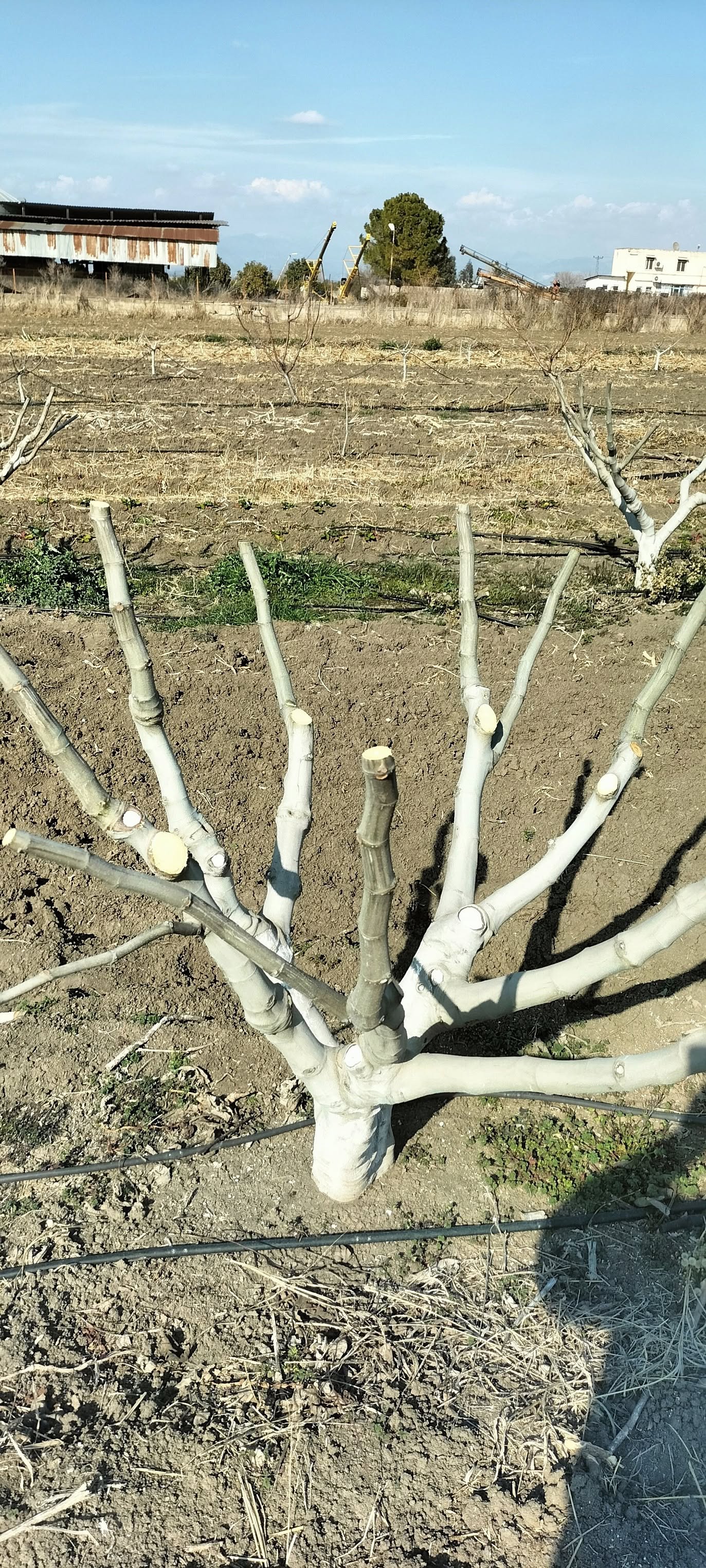 İncir Ağaçlarında Bordo Bulamacı Ve Budama Bakımı (4)