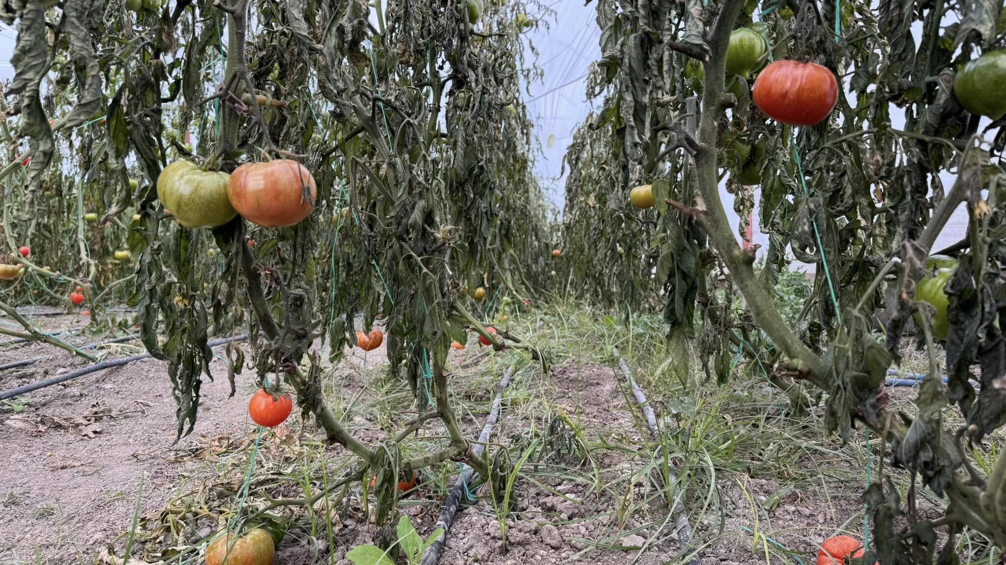 Soğuk Hava Çiftçiyi Vurdu! Seralarda Büyük Zarar (2)