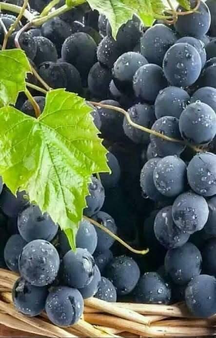 Karadeniz’in Eşsiz Lezzeti Kokulu Üzüm Artık Kuşlar Vadisi’nde!