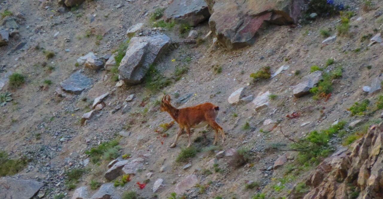 Artvin'de Baraj Gölü Kıyısına Inen Yaban Keçileri Görüntülendi