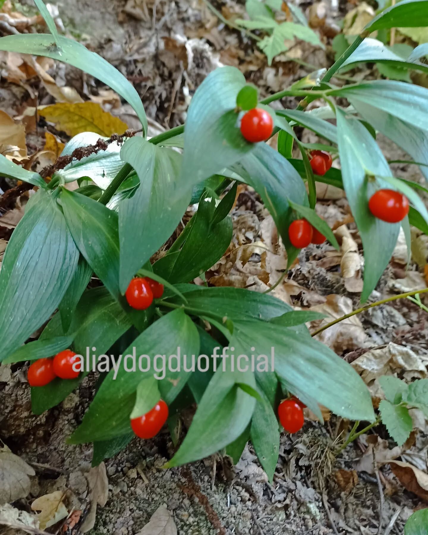 Atdili (Ruscus Hypoglossum) Şifalı Ve Estetik Bir Bitki