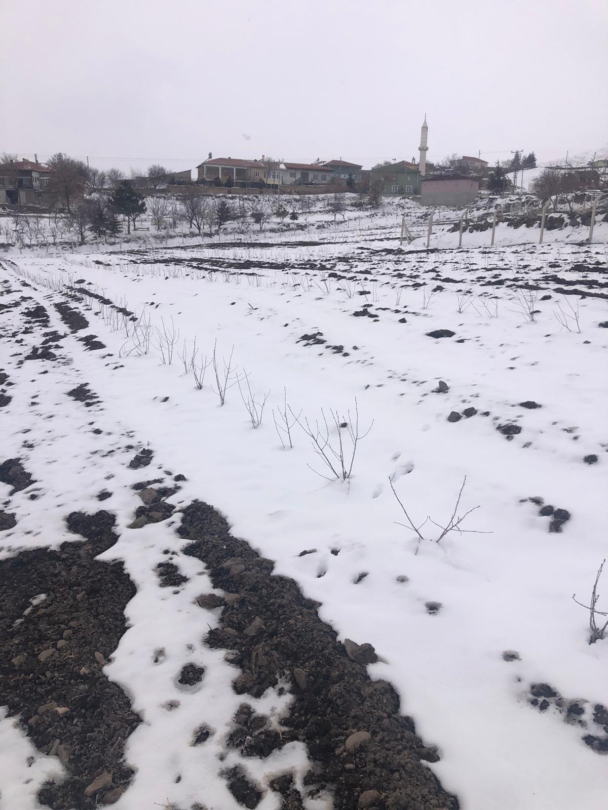 Don Hasarına Direnen Meyve Aronya (4)