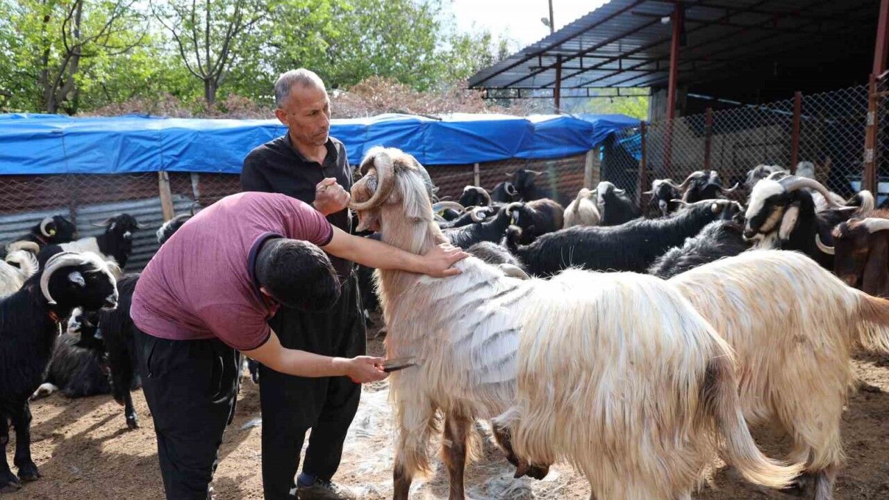 Küçükbaş Hayvanların Kırkım Mesaisi Başladı