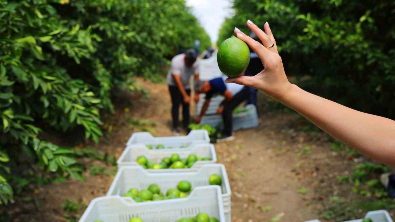 Limonda Stokçuların Oyunu Ortaya Çıktı