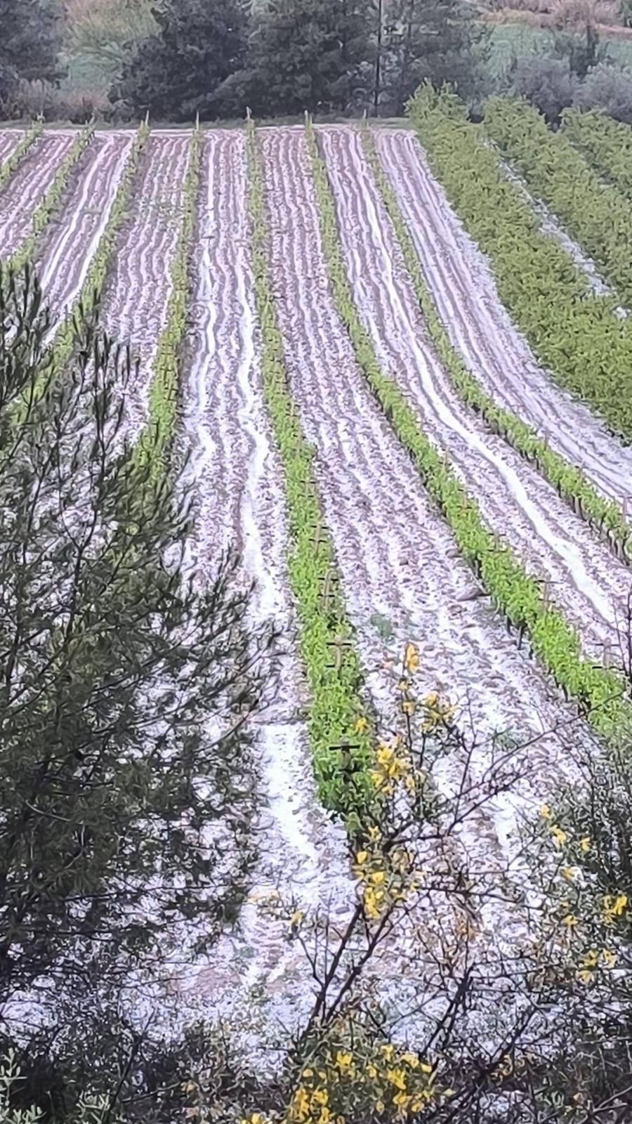Mersin'de Dolu Yağışı Tarım Arazilerine Zarar Verdi