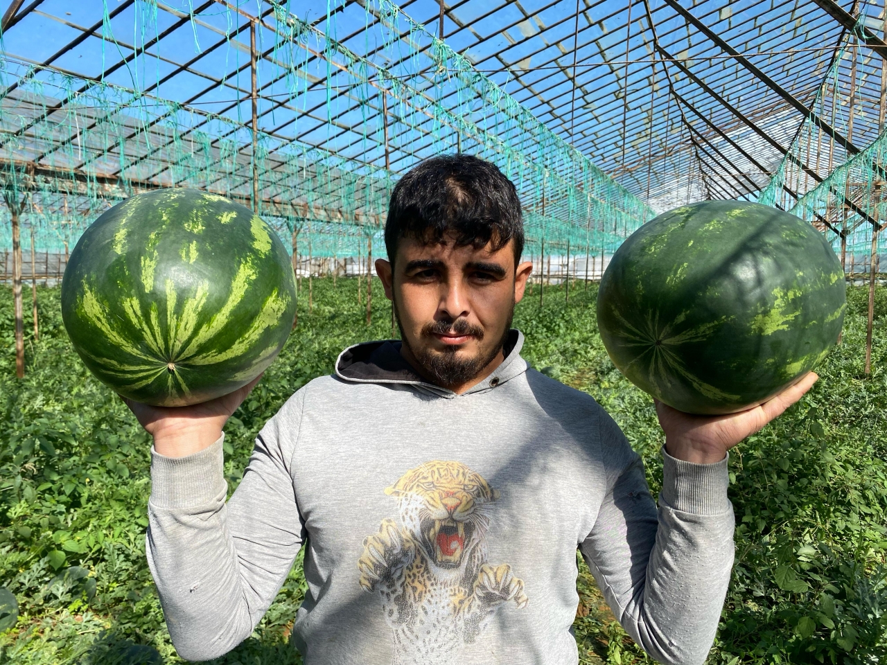 Seralarda Yetişen Ilk Karpuzlar Sofralara Taşınıyor