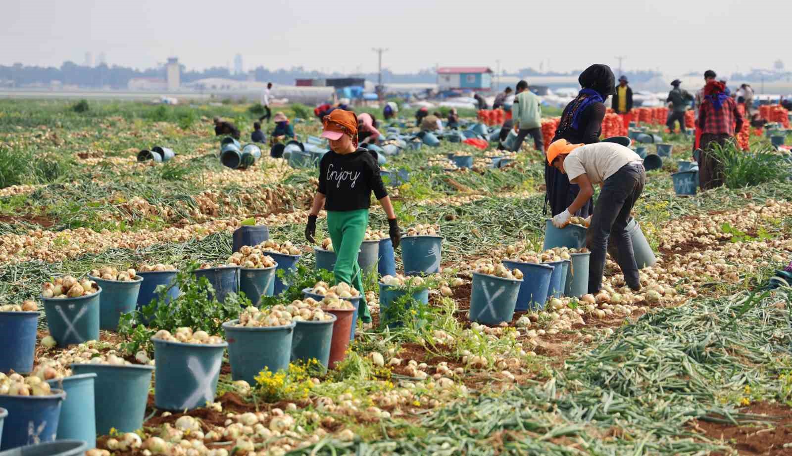 Tarlada Soğan Fiyatı 7 8 Liraya Kadar Düştü