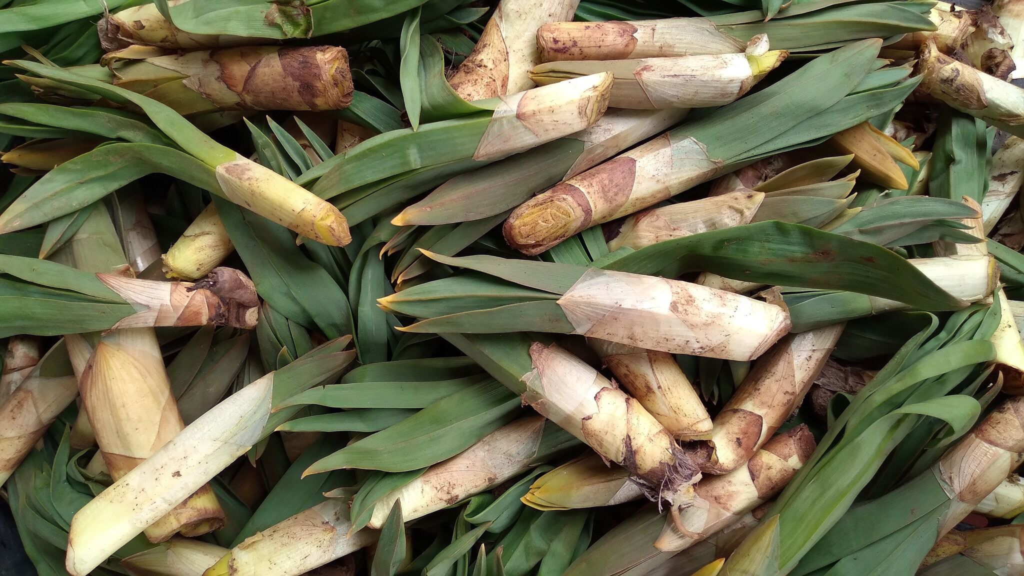 Zorkun Yaylası’nda Baharın Müjdecisi Beze Ve Çiriş Otu (2)