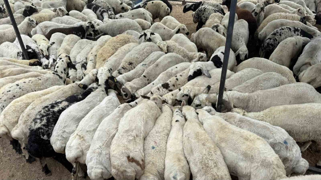 Karnı Şiş Kurbanlıklara Dikkat: Yeme Karıştırılan Tuz Ve Sumak Koyunları Şişkin Gösteriyor
