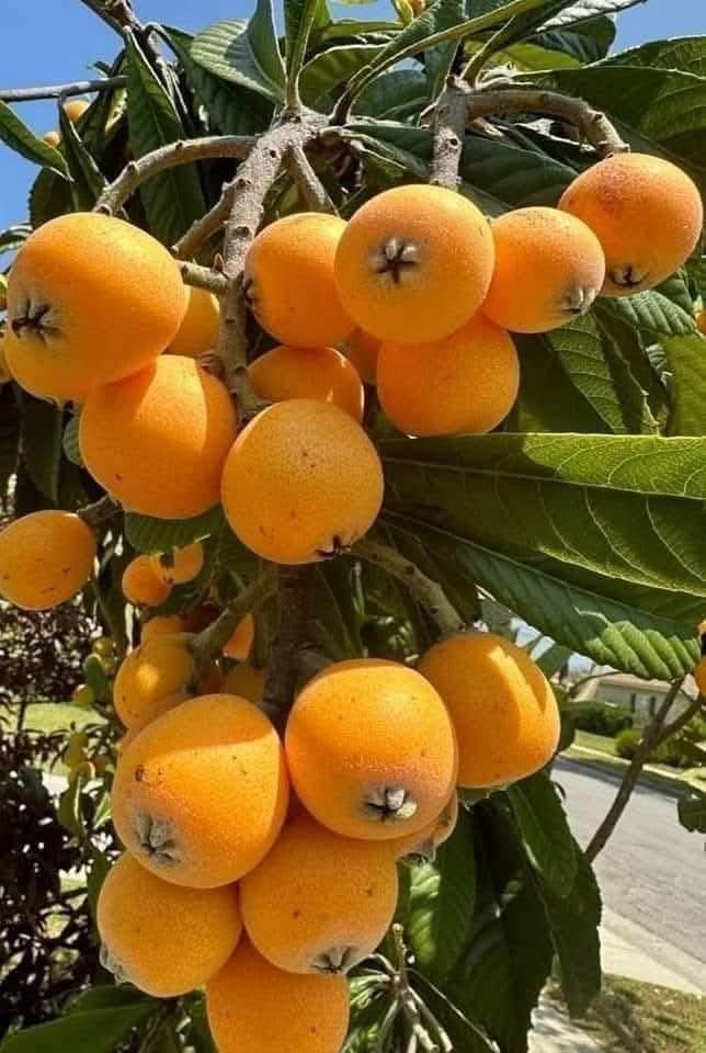 Kozan’dan Türkiye’ye Lezzet Yolculuğu