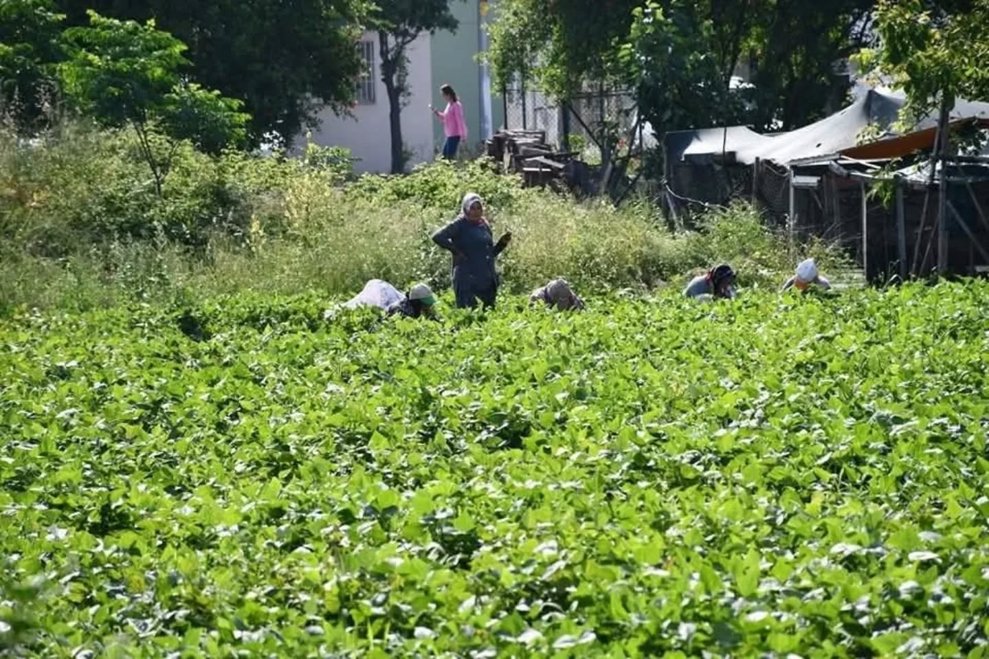 Payas’ta Taze Fasulye Hasadı Başladı! (1)