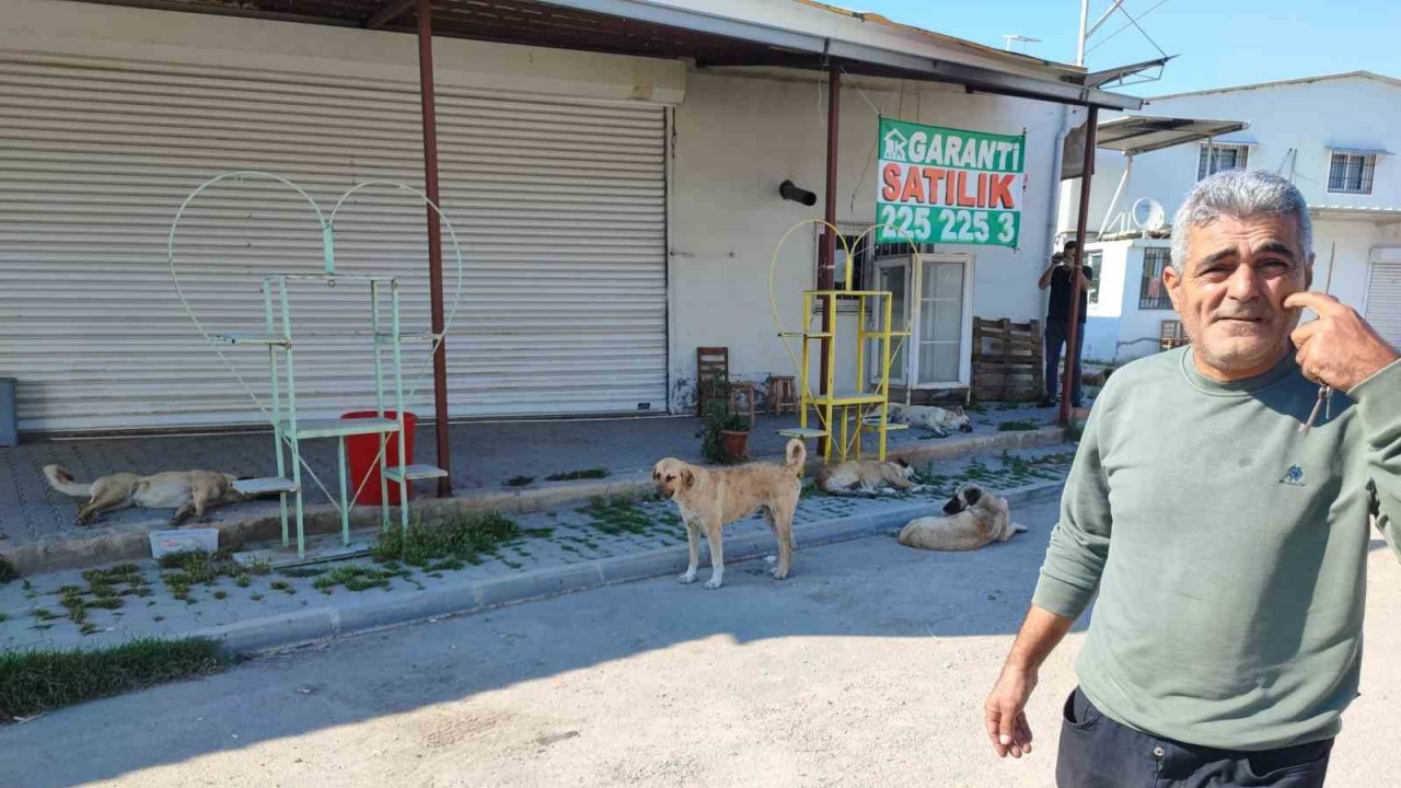 Sokak Köpekleri Tehlike Saçıyor